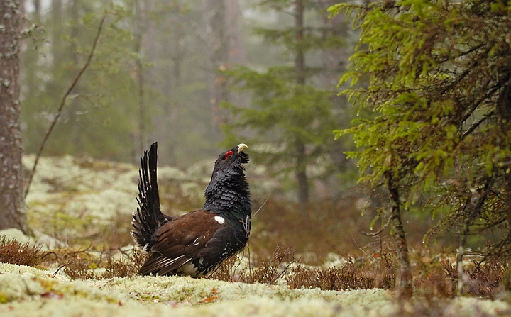 02tjur.jpg - Tjur, han (Capercaille, male)