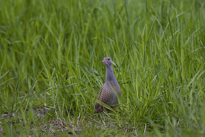 WAH003801P.jpg - Engsnarre (Corncrake)