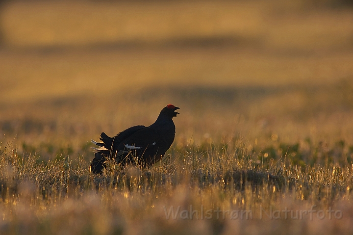 WAH004367P.jpg - Urfugl (Black Grouse) Finland