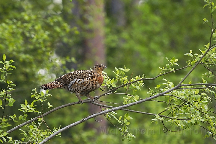 WAH005427P.jpg - Tjur, hun (Capercaille, female) Finland