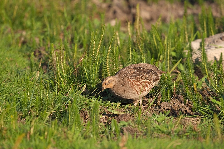 WAH010685.jpg - Agerhøne, hun (Partridge, female)