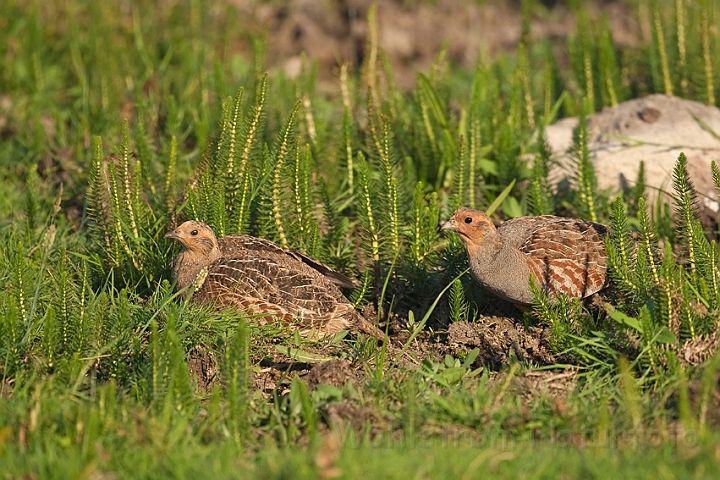 WAH010686.jpg - Agerhøne, han og hun (Partridges, male and female)