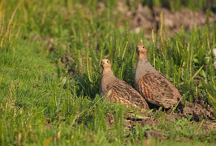 WAH010687.jpg - Agerhøne, han og hun (Partridges, male and female)