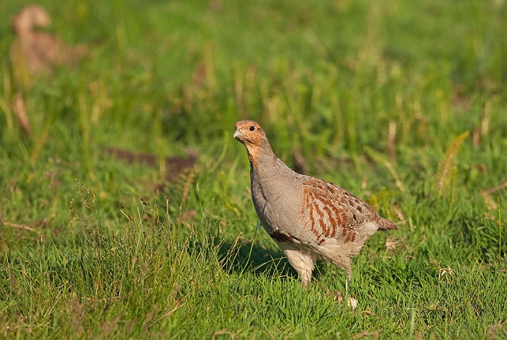 WAH010695.jpg - Agerhøne, han (Partridge, male)