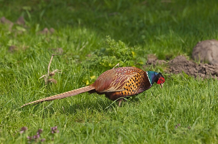 WAH013424.jpg - Fasan, han (Pheasant, male)