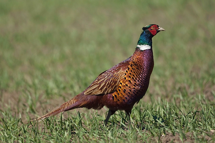 WAH013510.jpg - Fasan, han (Pheasant, male)