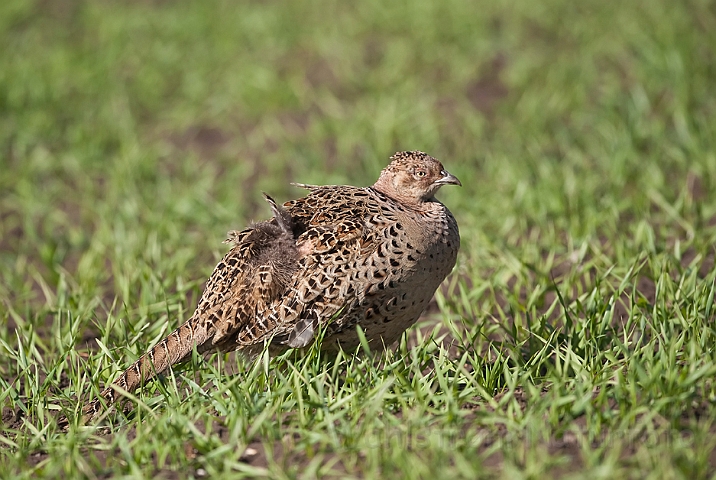 WAH013517.jpg - Fasan, hun (Pheasant, female)