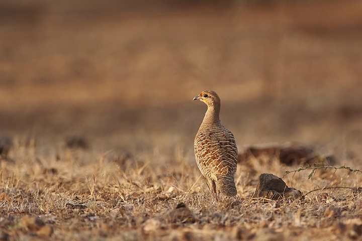 WAH016433.jpg - Grå frankolin (Grey Partridge)