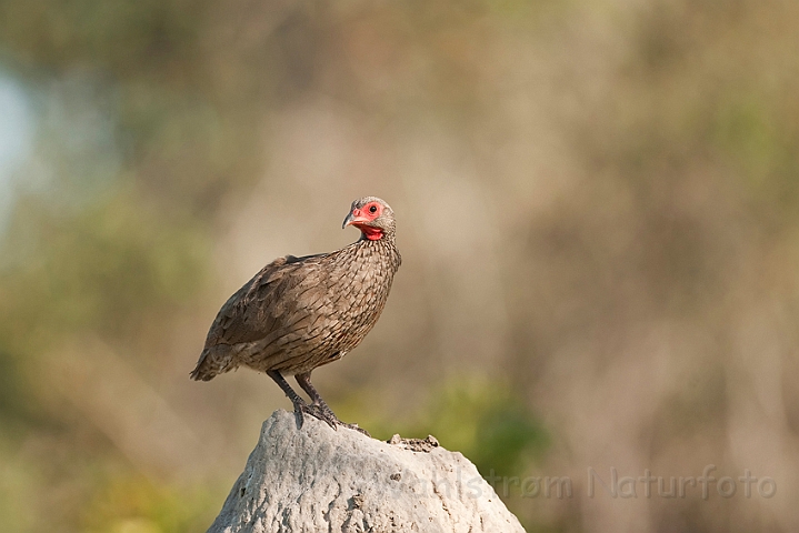 WAH022569.jpg - Nøgenmasket Sporehøne (Red-necked Francolin)