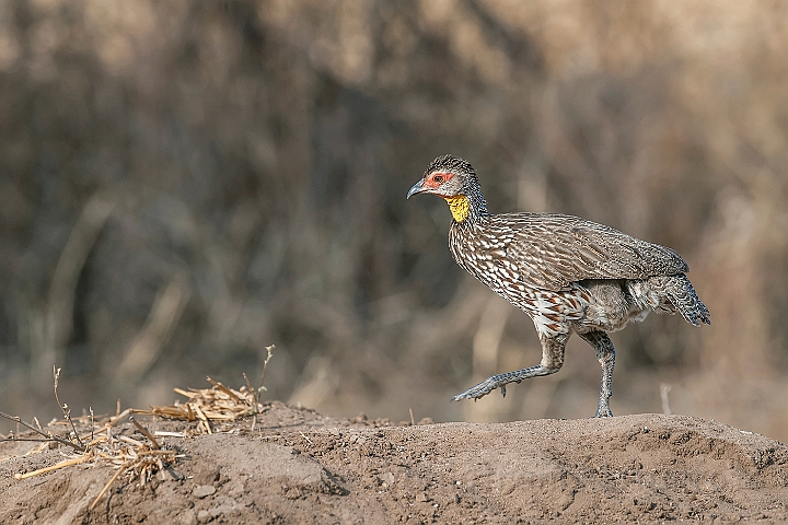 WAH025099.jpg - Gulstrubet Sporehøne (Yellow-necked Spurfowl)