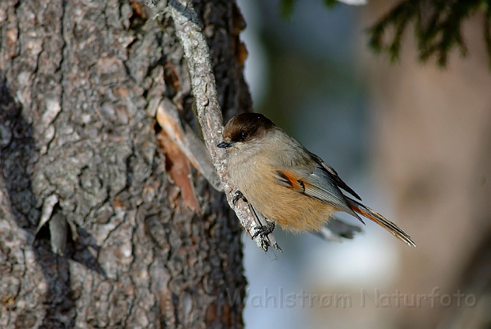 WAH001629.jpg - Lavskrige (Siberian Jay)