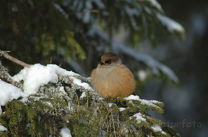 WAH001647.jpg - Lavskrige (Siberian Jay), Finland