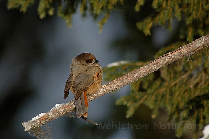 WAH001751.jpg - Lavskrige (Siberian Jay)