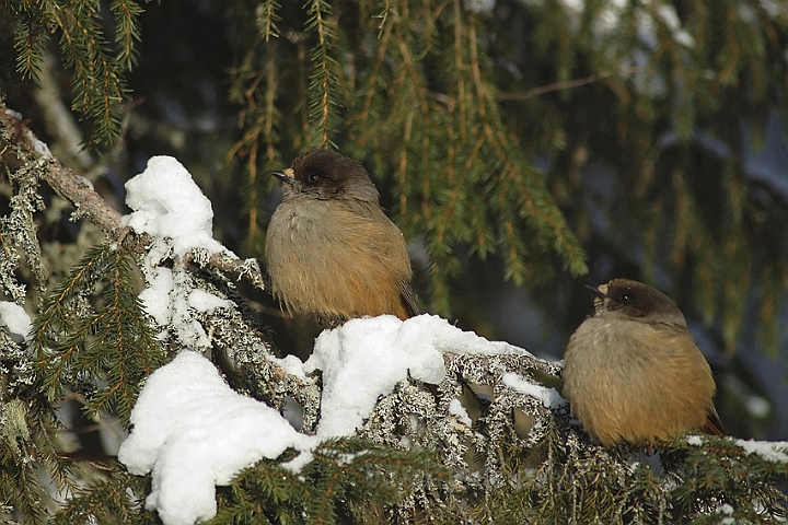 WAH001765P.jpg - Lavskriger (Siberian Jays) Finland