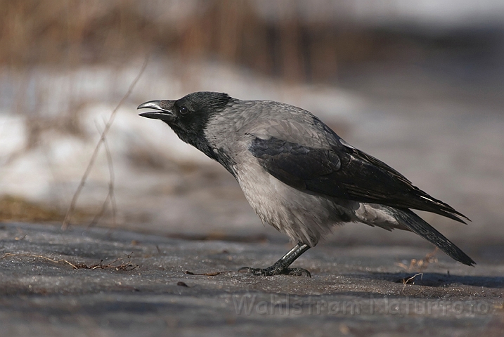 WAH012135.jpg - Gråkrage (Hooded Crow)