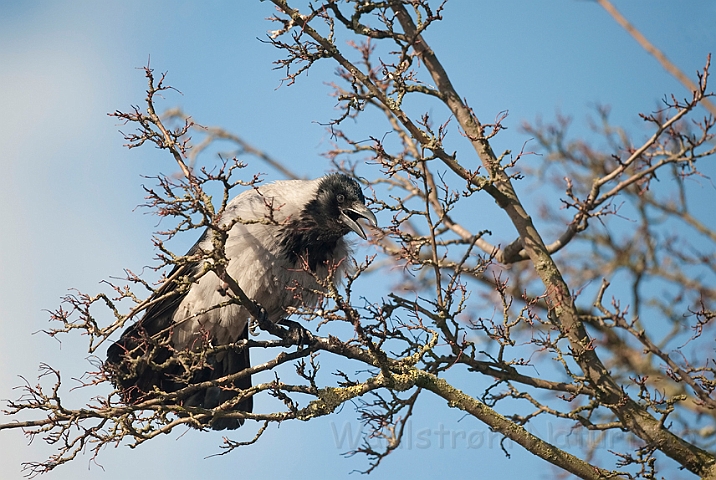 WAH012220.jpg - Gråkrage (Hooded Crow)