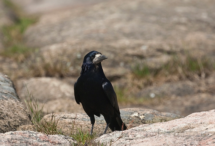 WAH018626.jpg - Råge (Rook)