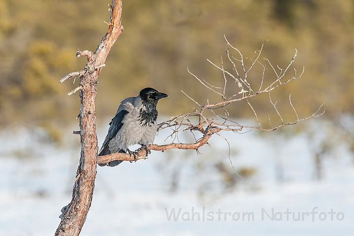 WAH025562.jpg - Gråkrage (Hooded Crow)