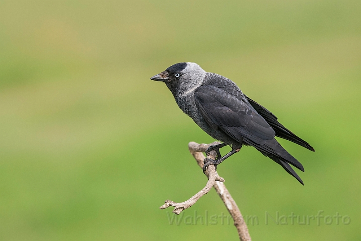 WAH028062.jpg - Allike (Jackdaw)