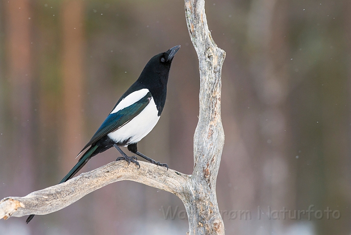 WAH029901.jpg - Husskade (Magpie)