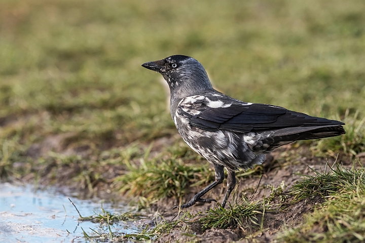 WAH031213.jpg - Allike (Jackdaw)