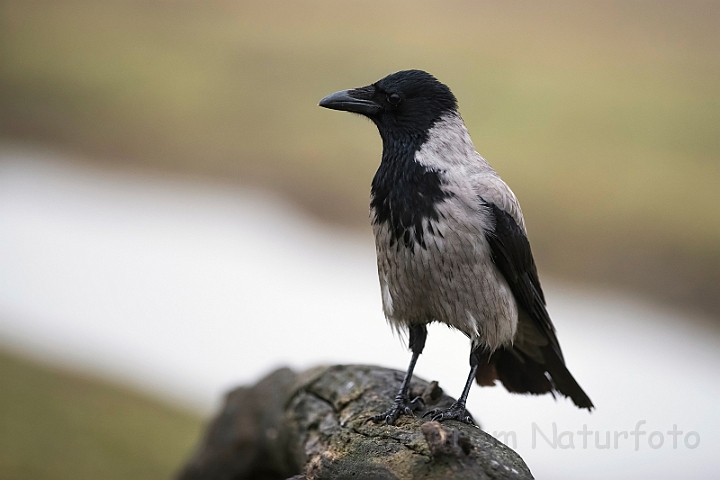 WAH031347.jpg - Gråkrage (Hooded Crow)