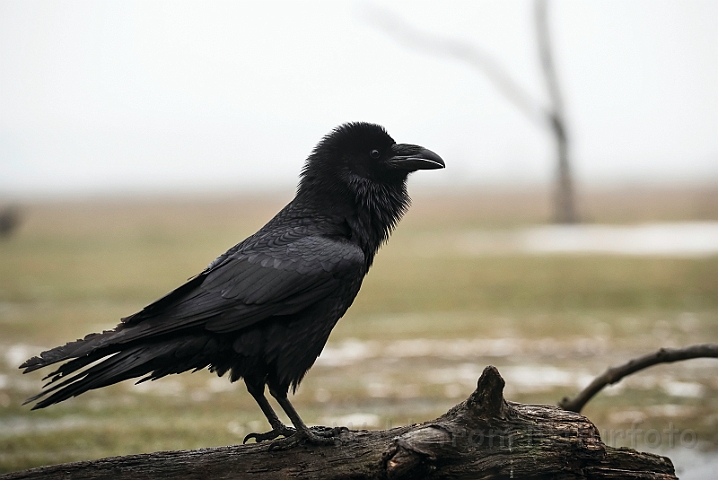 WAH031517.jpg - Ravn (Raven)