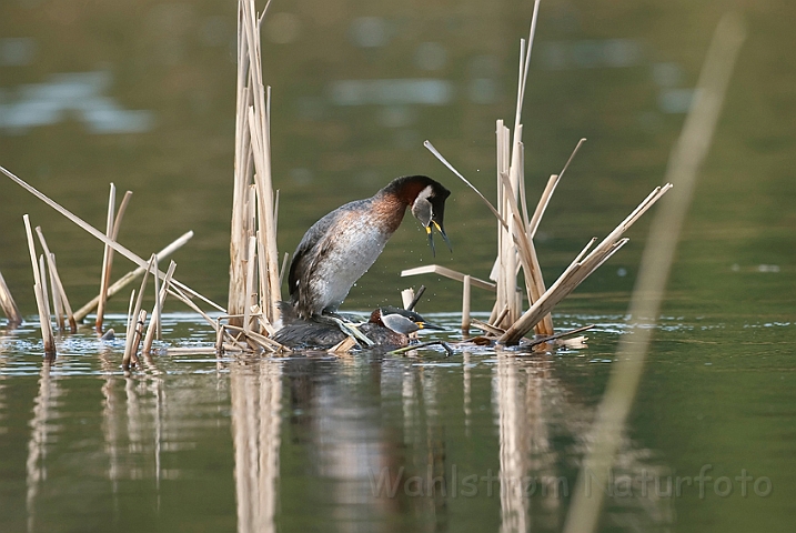 WAH010629.jpg - Gråstrubede lappedykkere (Red-necked Grebes)