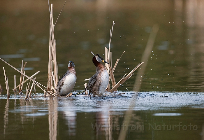 WAH010636.jpg - Gråstrubede lappedykkere (Red-necked Grebes)