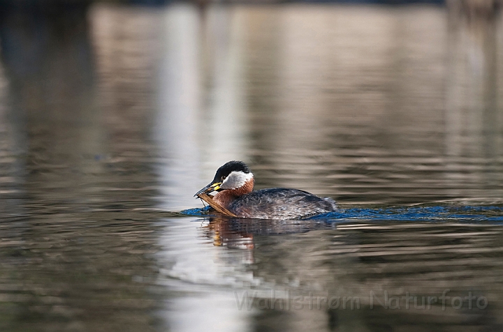 WAH010663.jpg - Gråstrubet lappedykker (Red-necked Grebe)