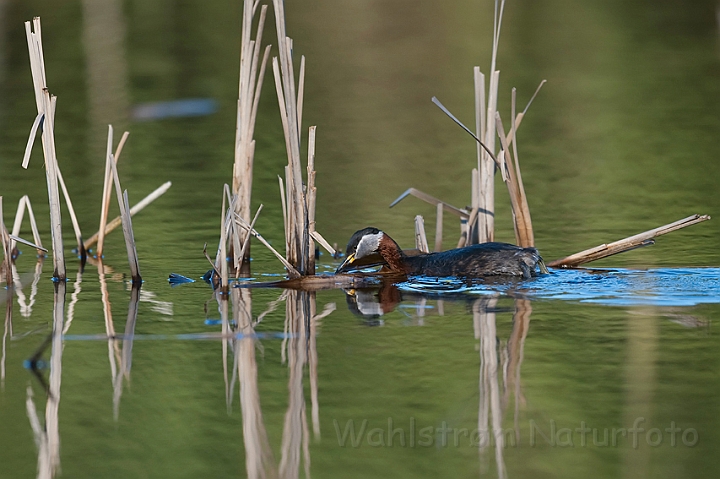 WAH010665.jpg - Gråstrubet lappedykker (Red-necked Grebe)