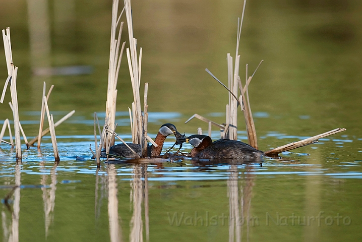 WAH010667.jpg - Gråstrubede lappedykkere (Red-necked Grebes)