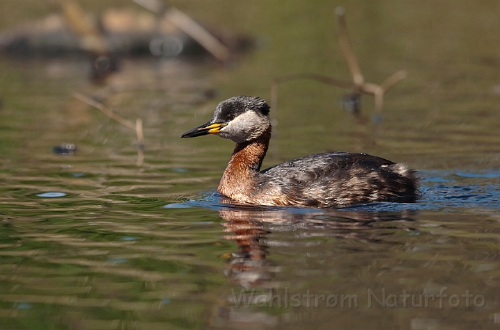 WAH014038.jpg - Gråstrubet lappedykker (Red-necked Grebe)