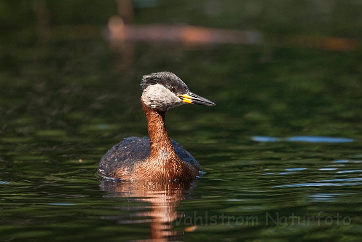 WAH014043.jpg - Gråstrubet lappedykker (Red-necked Grebe)