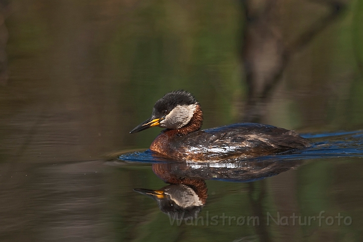 WAH014271.jpg - Gråstrubet lappedykker (Red-necked Grebe)