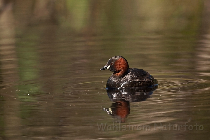 WAH014220.jpg - Lille lappedykker (Little Grebe)