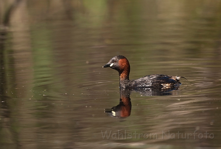 WAH014222.jpg - Lille lappedykker (Little Grebe)