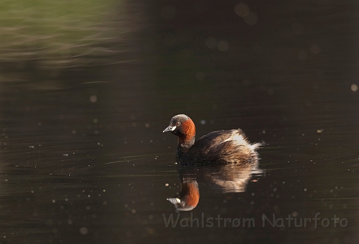 WAH014226.jpg - Lille lappedykker (Little Grebe)