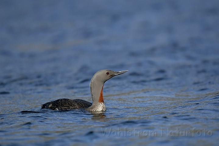 WAH007333.jpg - Rødstrubet lom (Red-throated Diver)