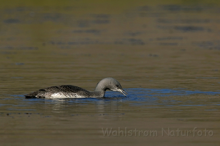 WAH007433.jpg - Unge af rødstrubet lom (Red-throated Diver Chick)