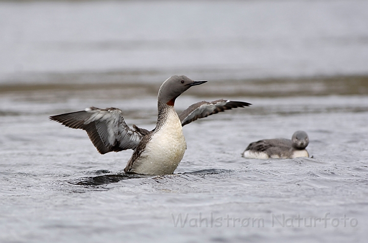 WAH007535.jpg - Rødstubet lom (Red-throated Diver)