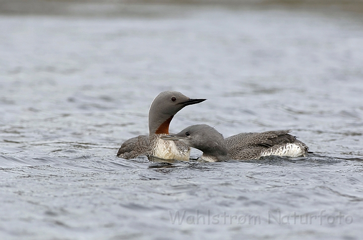 WAH007539.jpg - Rødstrubet lom med unge (Red-throated Diver with Chick)