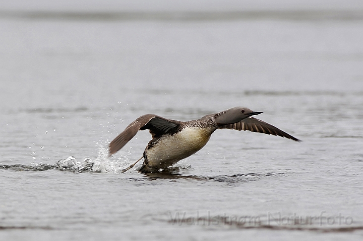 WAH007540.jpg - Rødstubet lom (Red-throated Diver)