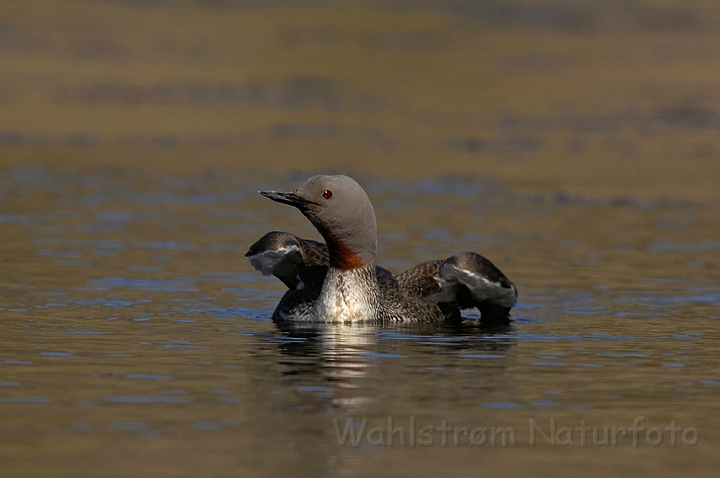 WAH007611.jpg - Rødstrubet lom (Red-throated Diver)