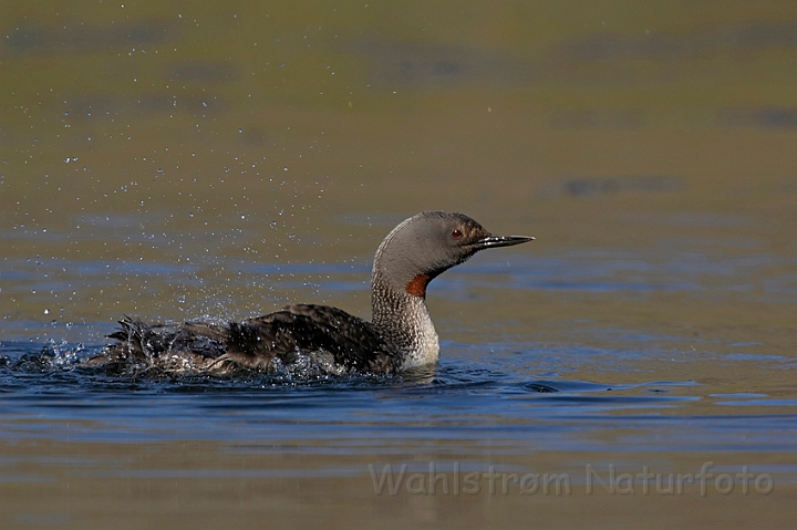 WAH007613.jpg - Rødstrubet lom (Red-throated Diver)