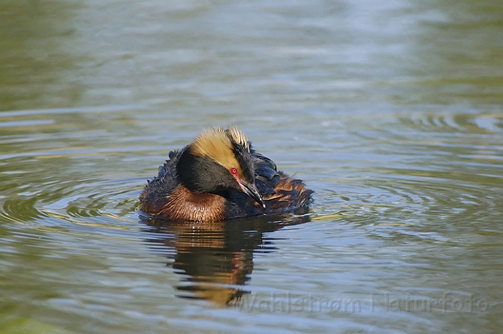 WAH003726P.jpg - Nordisk lappedykker (Slavonian Grebe)