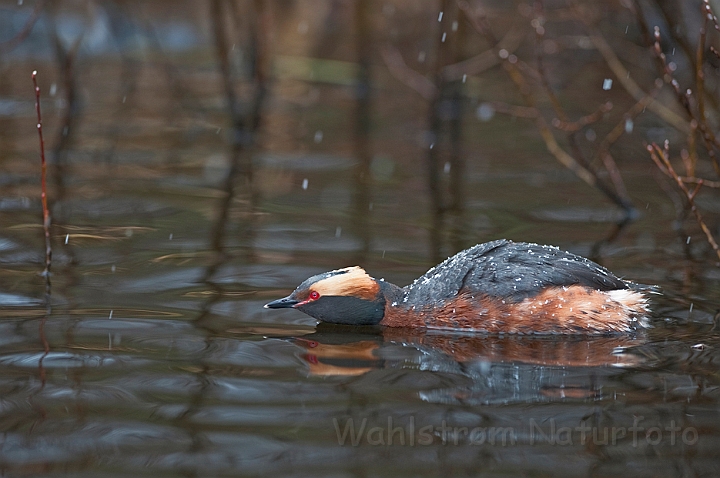 WAH022650.jpg - Nordisk lappedykker (Slavonian Grebe)