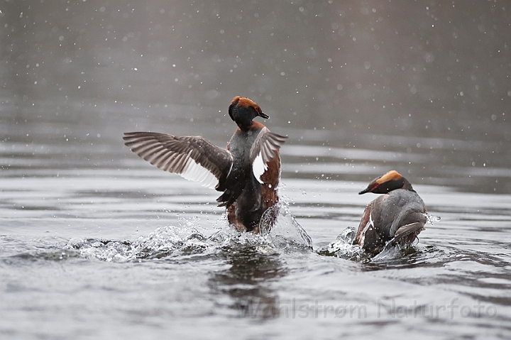 WAH022671.jpg - Nordiske lappedykkere (Slavonian Grebes)