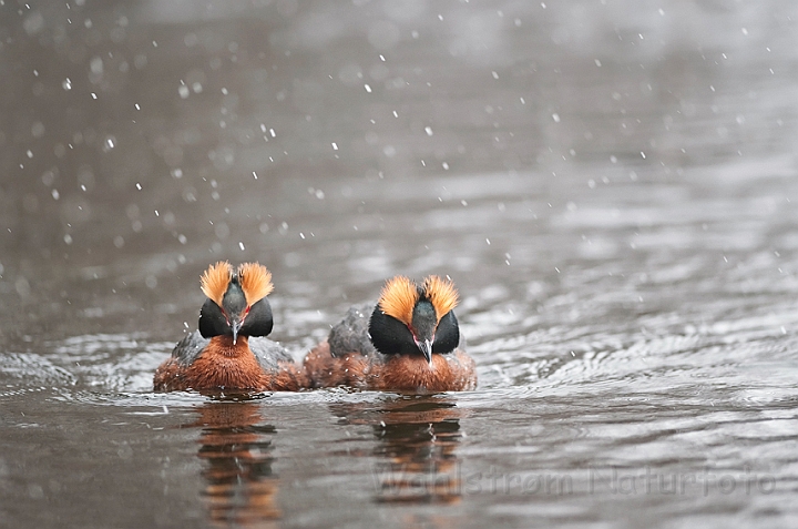 WAH022680.jpg - Nordiske lappedykkere (Slavonian Grebes)