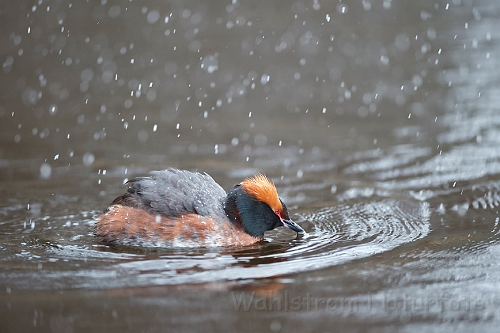 WAH022686.jpg - Nordisk lappedykker (Slavonian Grebe)